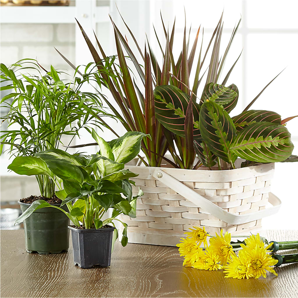 Florist Designed Blooming and Green Plants in a Basket – Floral Art Designs, Arlington MA