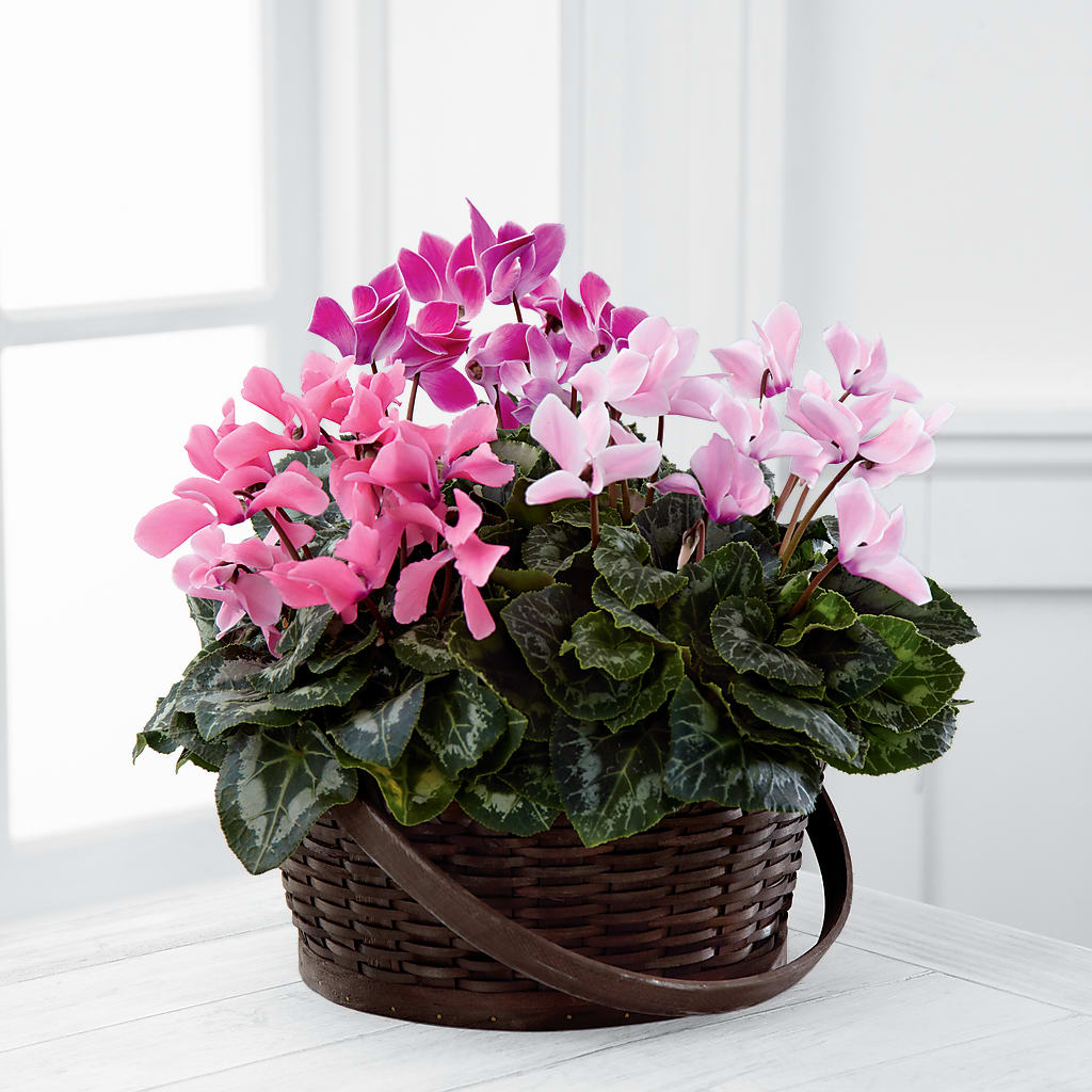 Mixed Cyclamen Planter – Floral Art Designs, Arlington MA