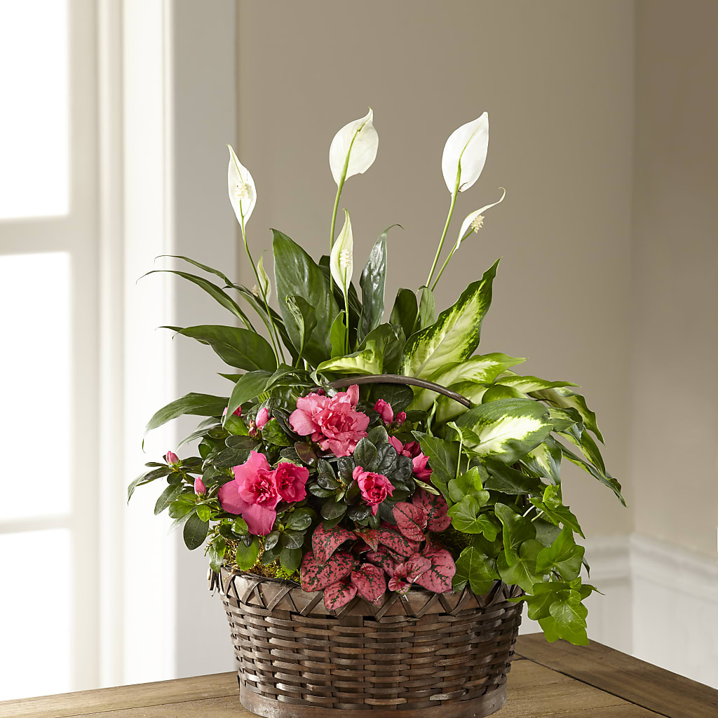 Dream in Pink Dishgarden – Floral Art Designs, Arlington MA