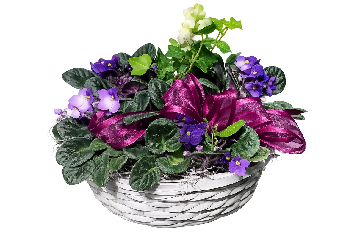 African Violet Basket – Floral Art Designs, Arlington MA