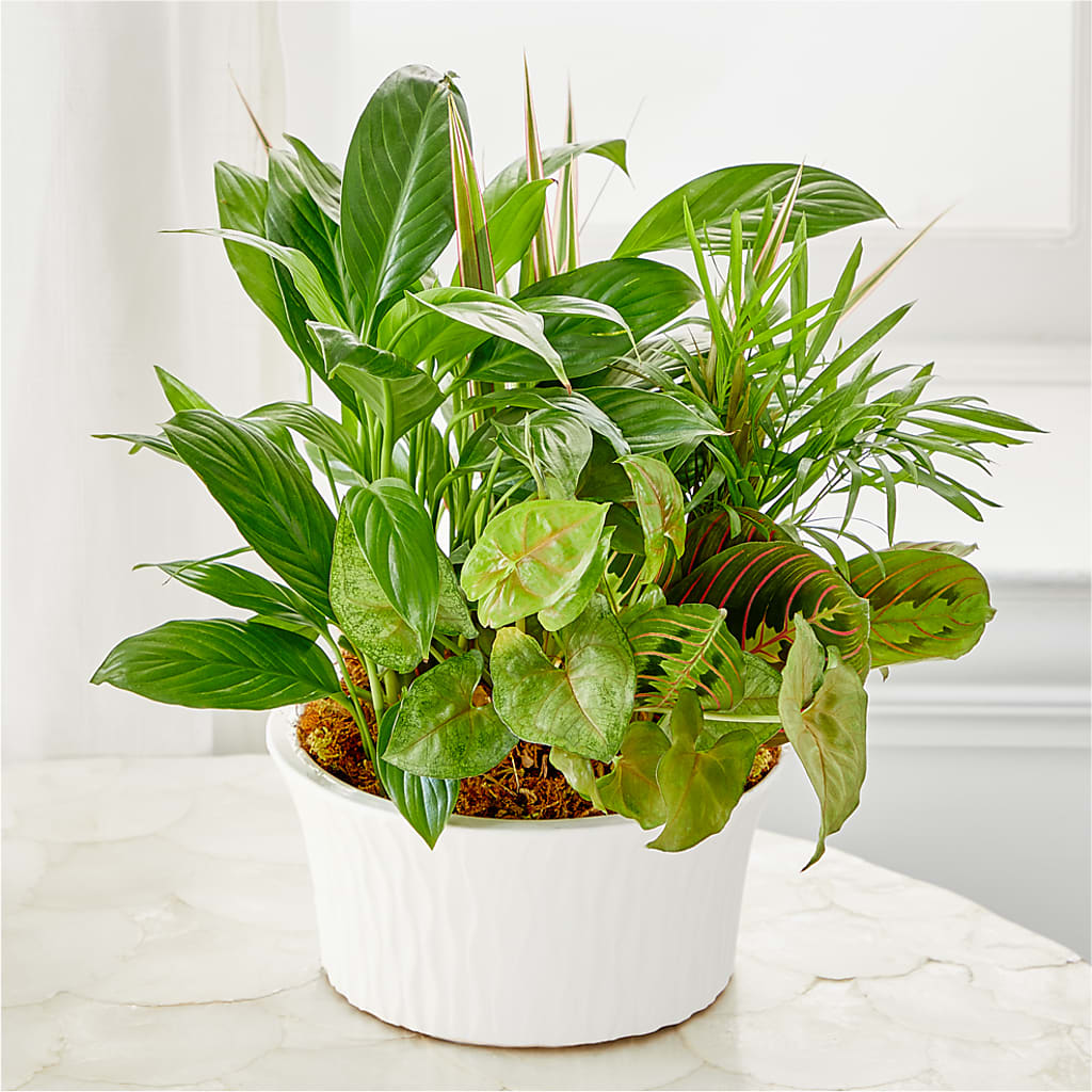 Balance & Harmony Dishgarden – Floral Art Designs, Arlington MA