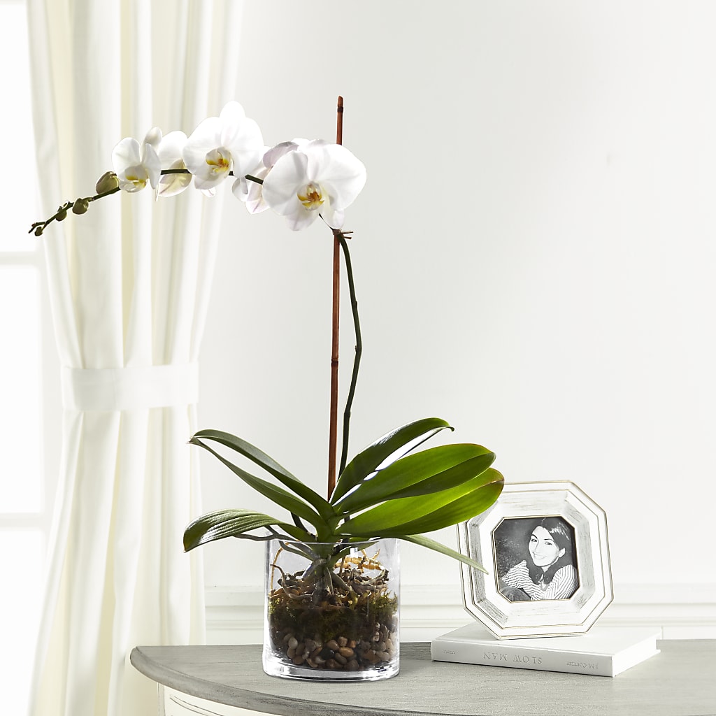 White Orchid Planter – Floral Art Designs, Arlington MA