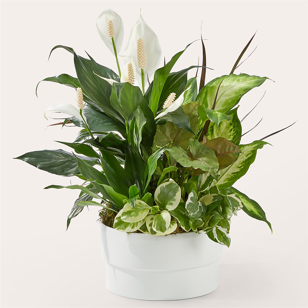Radiating Positivity Dishgarden – Floral Art Designs, Arlington MA