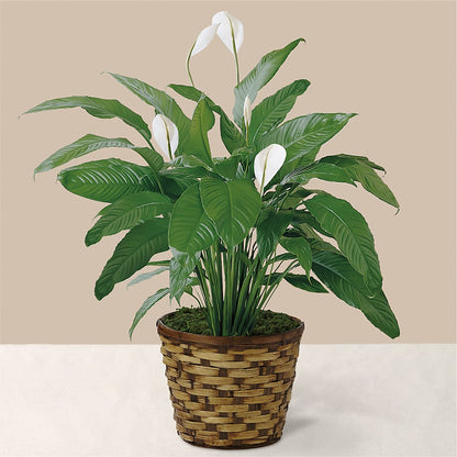 Tranquil Moments Peace Lily Plant –  Floral Art Designs, Arlington MA