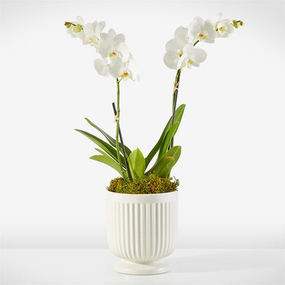 Whispering White Orchid –  Floral Art Designs, Arlington MA