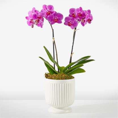 Friendly Fuchsia Orchid –  Floral Art Designs, Arlington MA