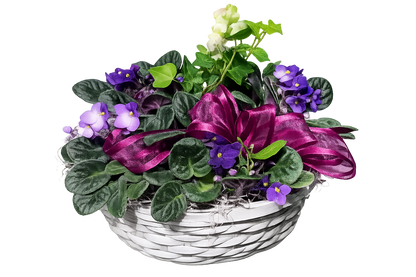 African Violet Basket –  Floral Art Designs, Arlington MA