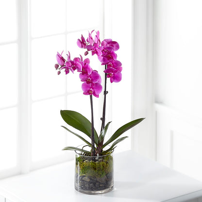 Pink Orchid Plant –  Floral Art Designs, Arlington MA