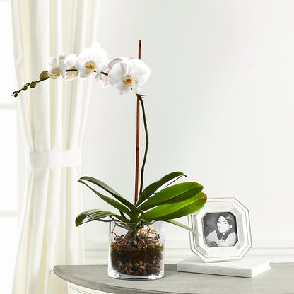 White Orchid Planter –  Floral Art Designs, Arlington MA