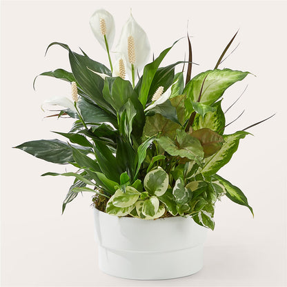 Radiating Positivity Dishgarden –  Floral Art Designs, Arlington MA